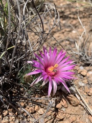 Mammillaria wrightii wrightii