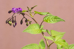 Solanum dulcamara