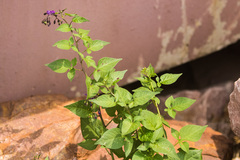 Solanum dulcamara