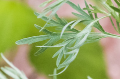 Artemisia absinthium