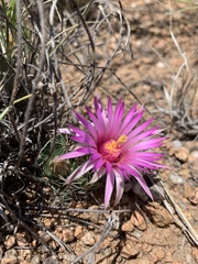 Mammillaria wrightii wrightii