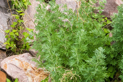 Artemisia absinthium