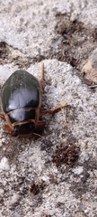 Dytiscus marginalis