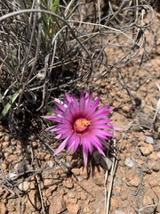Mammillaria wrightii wrightii