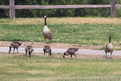 Branta canadensis