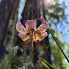 Lilium kelloggii