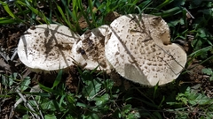 Saproamanita pruittii
