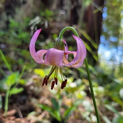 Lilium kelloggii