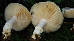 Saproamanita pruittii