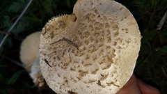 Saproamanita pruittii