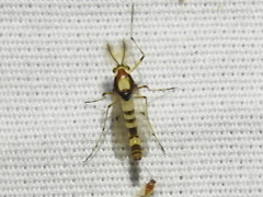 Coelotanypus tricolor