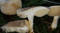 Saproamanita pruittii
