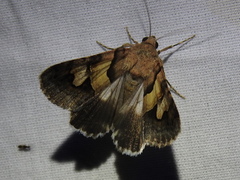 Drasteria pallescens