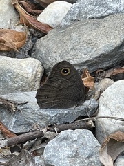 Cercyonis oetus