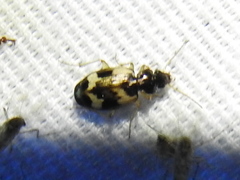 Tetragonoderus fasciatus