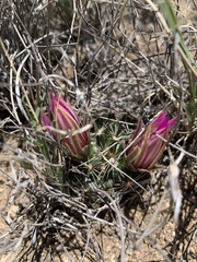 Mammillaria wrightii wrightii