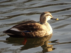 Anas zonorhyncha