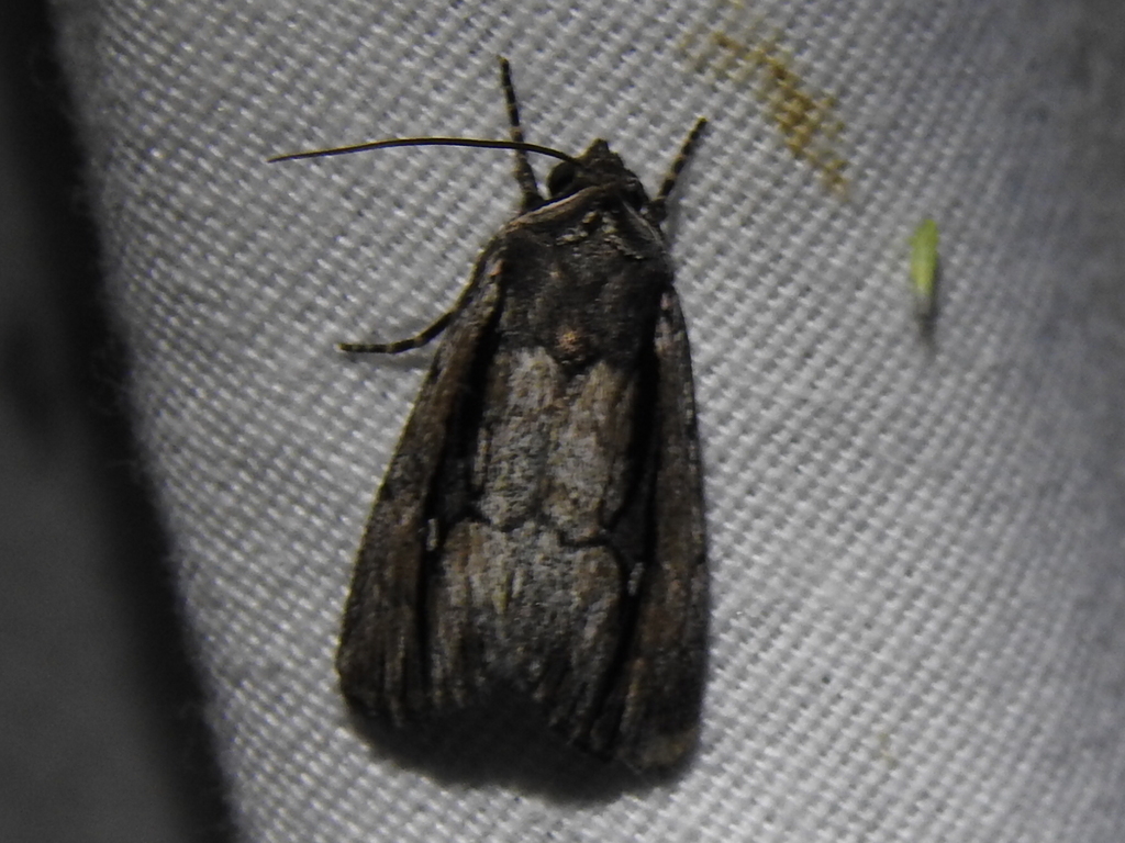 Sympistis atricollaris