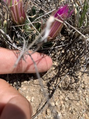 Mammillaria wrightii wrightii