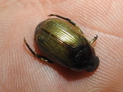 Callistethus marginatus