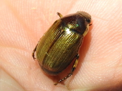 Callistethus marginatus