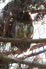 Otus rutilus rutilus