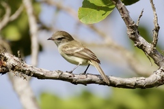 Nesotriccus incomtus