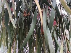 Amyema pendula pendula