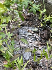 Scutellaria altamaha