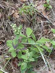 Scutellaria altamaha