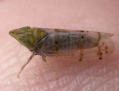 Japananus hyalinus