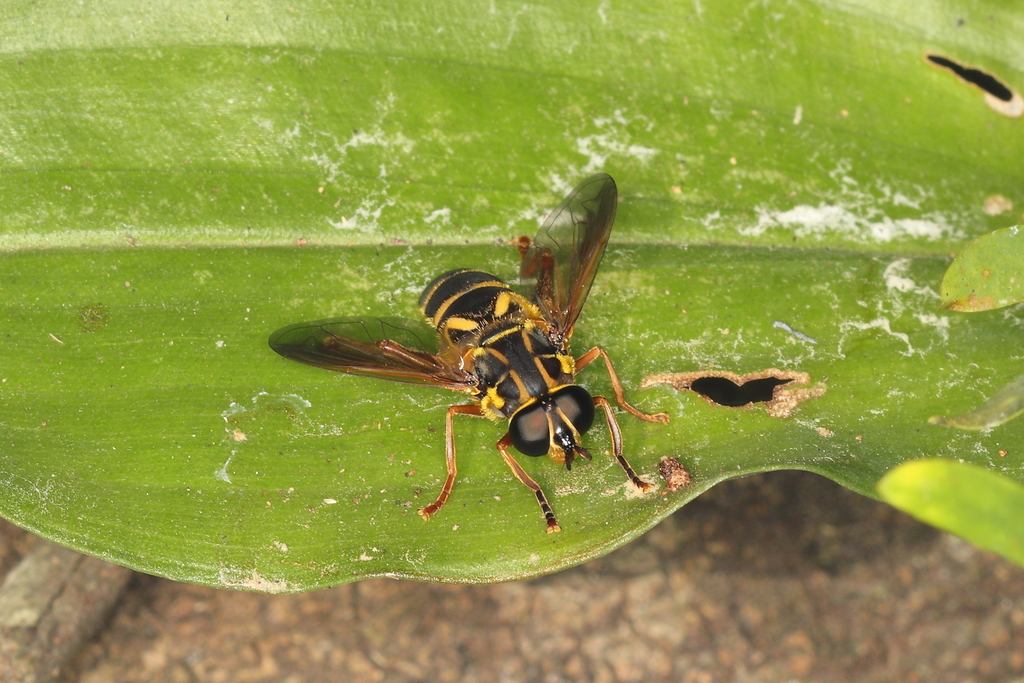 Lycopale chrysotaenia