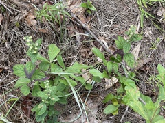 Scutellaria altamaha