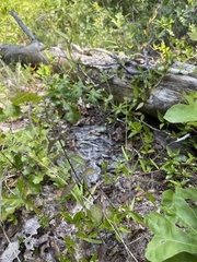 Scutellaria altamaha