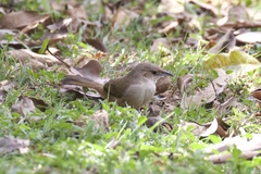 Phacellodomus rufifrons