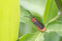 Silis ruficollis