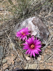 Mammillaria wrightii wrightii