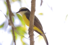 Phelpsia inornata