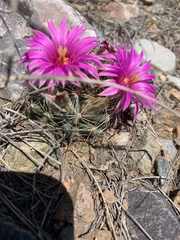 Mammillaria wrightii wrightii