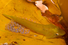 Opeatogenys cadenati
