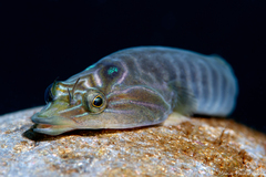 Lepadogaster lepadogaster