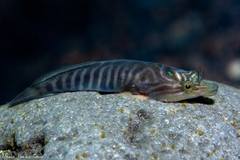 Lepadogaster lepadogaster