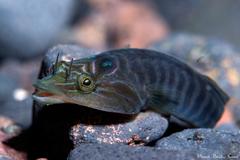 Lepadogaster lepadogaster
