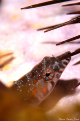 Lepadogaster candolii