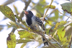 Sakesphorus canadensis