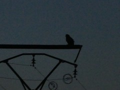 Bubo bubo