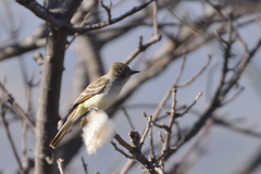 Myiarchus cinerascens