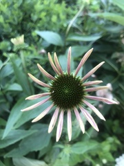 Echinacea