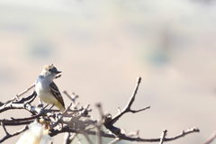 Myiarchus cinerascens