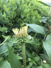 Echinacea